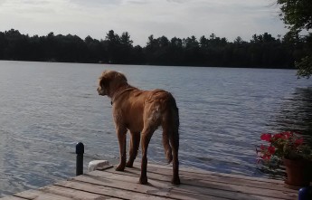 Pet Friendly Cabins in WI